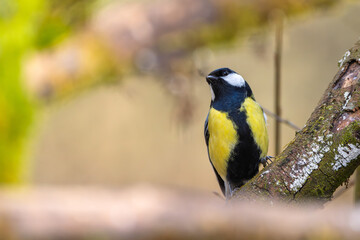 Fototapeta premium Kohlmeise mit Futter im Winter auf einem Ast / Vogel