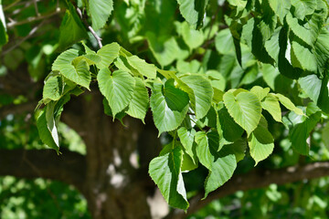 Handkerchief tree leaves