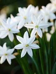 White flowers showcased in soft lighting to highlight their serene, romantic beauty