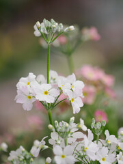 早秋の美しいプリムラ