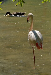 Russia. Novosibirsk Zoo named after Rostislav Shilo. Pink flamingo in an open aviary of the zoo's plankton-rich lake.