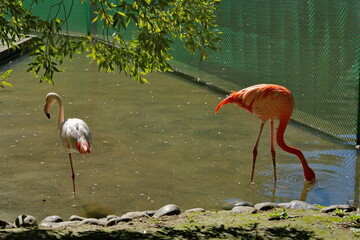 Russia. Novosibirsk Zoo named after Rostislav Shilo. Pink flamingo in an open aviary of the zoo's plankton-rich lake.