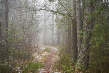 leśna ścieżka,mgła  © Marcin Łazarczyk