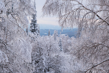 Winter snow-covered trees in the Ural mountains