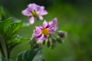Obraz premium Potato in bloom. Pink potato flowers bloom in a farmer's field. Selective focus