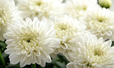 Fototapeta premium White flowers with delicate petals in soft natural light