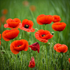 Obraz premium poppy flowers in field