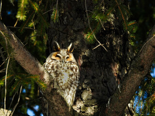Long-eared owl sitting secretively within the branches of an evergreen