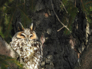 Long-eared owl sitting secretively within the branches of an evergreen