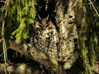 Long-eared owl sitting secretively within the branches of an evergreen