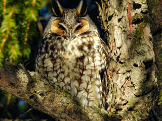 Long-eared owl sitting secretively within the branches of an evergreen