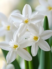 White flowers showcased in soft lighting to highlight their serene, romantic beauty