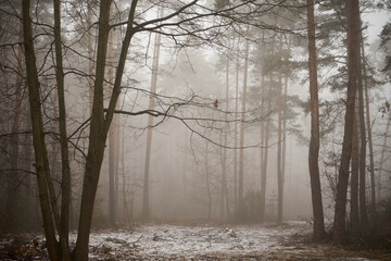 las,mgła  © Marcin Łazarczyk