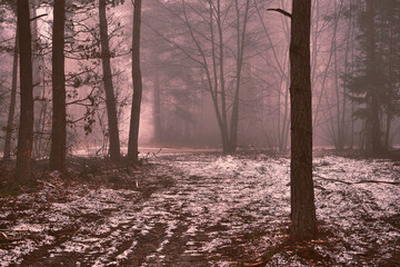 leśna droga,mgła  © Marcin Łazarczyk