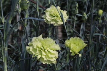 カーネーション