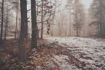 wycinka lasu,mgła  © Marcin Łazarczyk