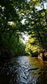 River in the forest, A serene river meandering through a lush forest, dappled sunlight filtering through leaves, Warm greens and soft browns, evoking tranquility and harmony with nature.