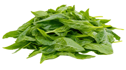 Isolated Pile of Freshly Cut Green Spinach Leaves