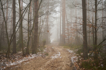 leśna ścieżka,mgła  © Marcin Łazarczyk