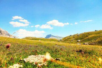 High Alpine valley with green grass, authentic vegetation and cow dung.