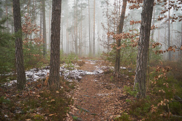 leśna ścieżka ,mgła  © Marcin Łazarczyk