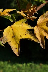 Detail of yellow autumn leaves of Cappadocian maple tree, latin name Acer cappadocicum, sunlit by afternoon sunshine, slightly dried with brown tint on edges. Dark background.  