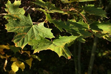 Still green autumn leaves of Norway Maple, latin name Acer platanoides, partially sunlit by afternoon sunshine. 