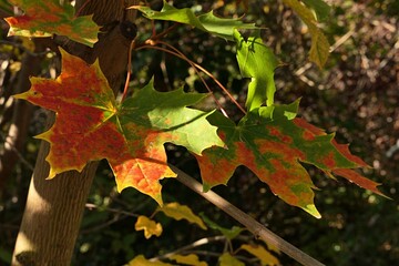 Colorful green to orange, yellow and red autumn leaves of Norway Maple, latin name Acer platanoides, partially sunlit by afternoon sunshine. 