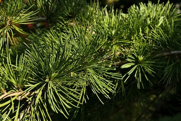 Autumn branch of coniferous tree Deodar Cedar, also called Himalayan Cedar, latin name Cedrus Deodara, sunlit by afternoon sunshine, dark background. 