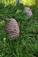 Drop of resin on erected mature male cones on autumn branch of Himalayan native coniferous tree Deodar Cedar, also called Himalayan Cedar, latin name Cedrus Deodara. Sunlit by afternoon sunshine. 