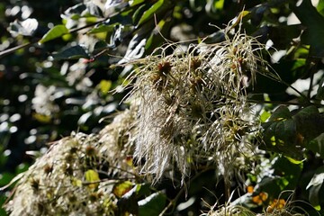 Silky appendages of autumn fruit of Old Man's Beard plant, also called Traveler Joy, latin name Clematis Vitalba, sunlit by autumn afternoon sunshine. 