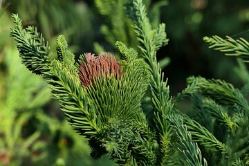 Autumn branch tip of japanese coniferous Sugi tree, latin name Cryptomeria Japonica, cultivar Cristata with more dense needles on some branches. There are dried needles on two branch tips. 