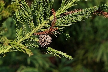 Autumn branch tip and small cone of japanese coniferous Sugi tree, latin name Cryptomeria Japonica, sunlit by autumn afternoon sunshine. Small dried branch element is visible next to the cone. 