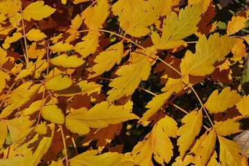 Autumn foliage of leaves of Goldenrain Tree, also called Pride Of India or China Tree, latin name Koelreuteria paniculata, sunlit by afternoon sunshine. 