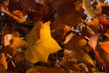 Yellow to orange and red leaves of Tulip Tree, also called Tulipwood or American Tulip Tree, latin name Liriodendron Tulipifera, sunlit by afternoon sunshine. 