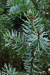 Detail of branch tip of Pancic Spruce, also called Serbian Spruce, coniferous tree with latin  name Picea Omorika, growing in park, autumn season. 