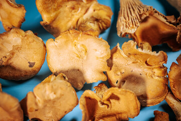 A close-up of fresh golden mushrooms lined up against a blue background. The earthy texture and warm tones contrast with the cool background.