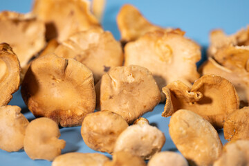 A close-up of fresh golden mushrooms lined up against a blue background. The earthy texture and warm tones contrast with the cool background.