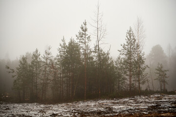wycinka lasu,mgła  © Marcin Łazarczyk