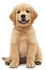 Obraz premium Cute Golden Retriever puppy sitting playfully on a white background