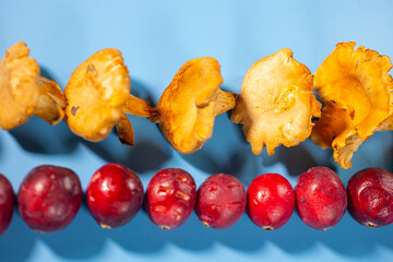 A close-up of fresh cranberries and golden mushrooms lined up against a blue background. The...