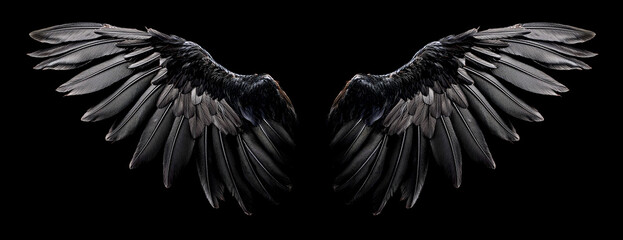 Obraz premium 黒い翼。黒背景。（black wings on black background.） 