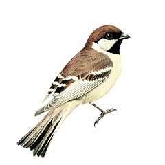 there is a bird that is sitting on a branch