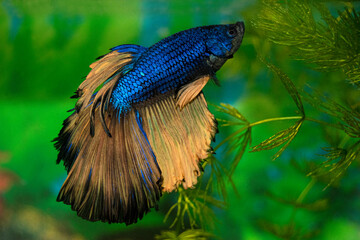 Aquarium fish  siamese cockerel swim. Male fighting fish. Veil, bicolor, blue scales, golden fins and tail. Latin name-Betta splendens.