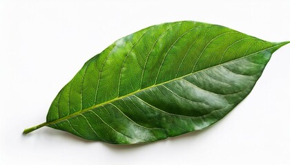 Obraz premium natural green leaves isolated on white background