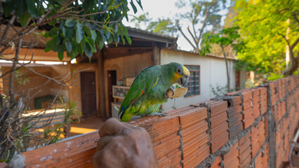 Colorful parrot bird on a fence eating a cookie © Felix Ramao - Photo