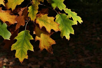 Yellow and green autumn leaves of Northen Red Oak tree, latin name Quercus Rubra, with some brown spots on tips of leaves, sunlit by afternoon sunshine. Dark background. 