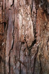Wood texture of giant coniferous tree Giant Sequoia, latin name Sequoiadendron giganteum, sunlit by day sun. 