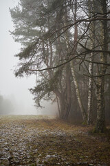 łąka,drzewa,mgła 