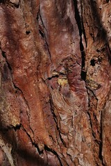 Bark wood texture of giant coniferous tree Giant Sequoia, latin name Sequoiadendron giganteum, sunlit by day sun. 